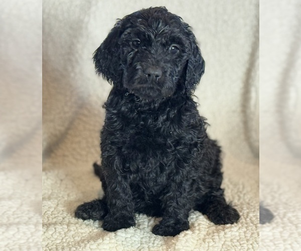 Medium Photo #7 Double Doodle Puppy For Sale in GREENFIELD, IN, USA