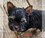 Small #2 Yorkshire Terrier