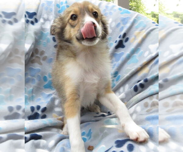 Medium Photo #3 Mutt Puppy For Sale in Grovertown, IN, USA