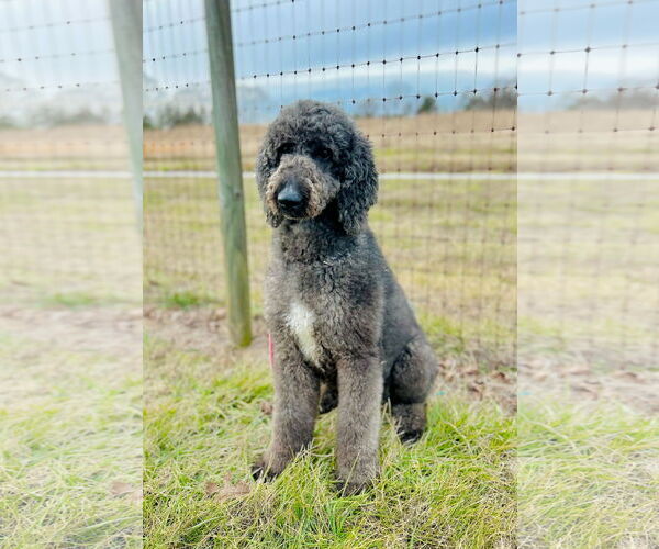 Medium Photo #5 Labradoodle Puppy For Sale in Pacolet, SC, USA
