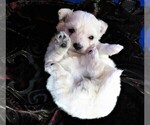 Puppy 1 Maltipoo