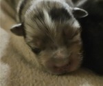 Small Photo #4 Miniature Australian Shepherd-Pomsky Mix Puppy For Sale in COLORA, MD, USA