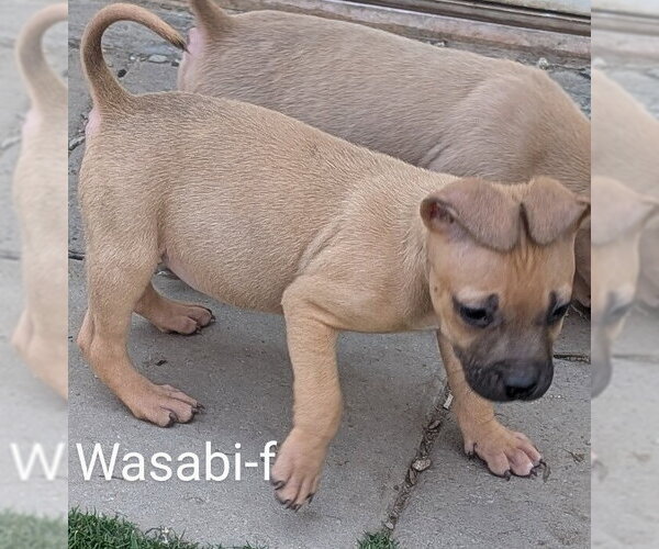 Medium Photo #2 Chihuahua-Rhodesian Ridgeback Mix Puppy For Sale in San Bernardino, CA, USA