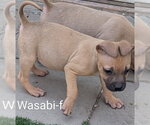 Small #1 Chihuahua-Rhodesian Ridgeback Mix