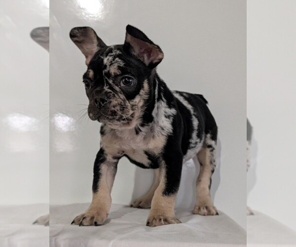 Medium Photo #11 French Bulldog Puppy For Sale in GOSHEN, IN, USA