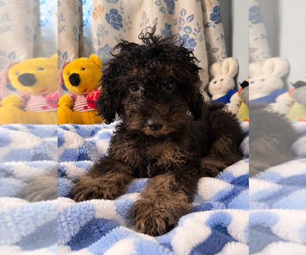 Medium Photo #9 Yorkipoo Puppy For Sale in DURHAM, CT, USA
