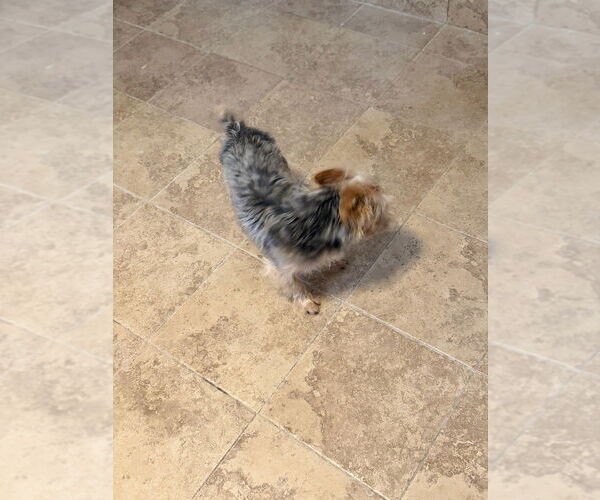 Medium Photo #6 Mutt Puppy For Sale in Oak Bluffs, MA, USA