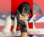 Small #7 German Shorthaired Pointer