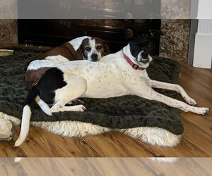 Cara (GA) - Female Mutt Dog for Adoption - Photo #12