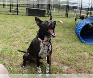 ALFIE - Male Labrador Retriever-Unknown Mix Dog for Adoption - Photo #3