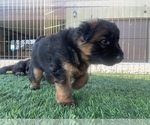 Small #16 German Shepherd Dog