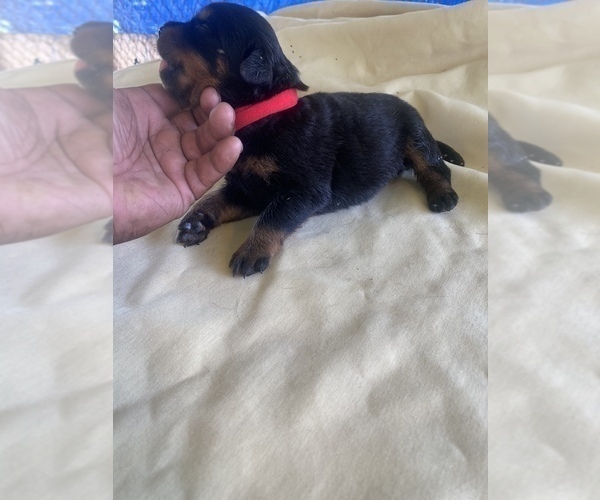 Medium Photo #12 Rottweiler Puppy For Sale in RICHLAND, GA, USA