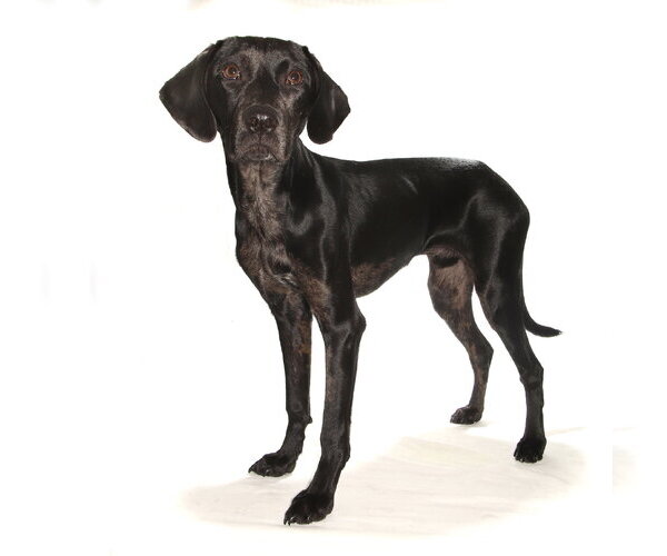 Medium Photo #5 Mutt Puppy For Sale in Oakland Park, FL, USA