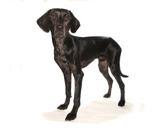 Jobi - Male Mutt Dog for Adoption - Photo #5