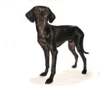 Small #4 Mutt