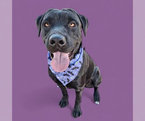 Medium Photo #1 American Pit Bull Terrier Puppy For Sale in Bakersfield, CA, USA