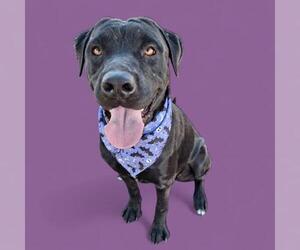 American Pit Bull Terrier Dogs for adoption in Bakersfield, CA, USA