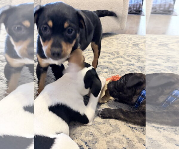 Medium Photo #3 Jack Chi Puppy For Sale in Ball Ground, GA, USA