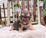 Puppy Ezi French Bulldog