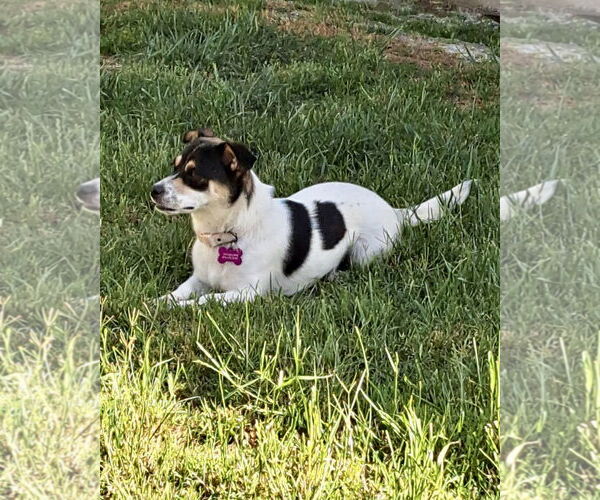 Medium Photo #10 Chihuahua-Unknown Mix Puppy For Sale in Corona, CA, USA