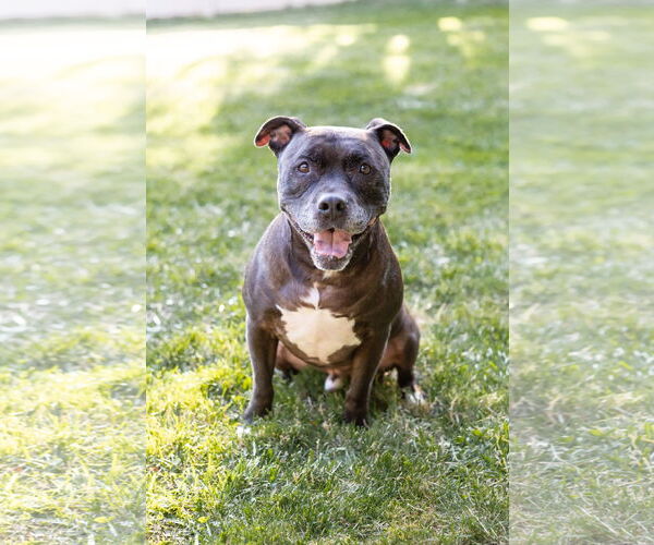 Medium Photo #1 Staffordshire Bull Terrier-Unknown Mix Puppy For Sale in Crete, IL, USA