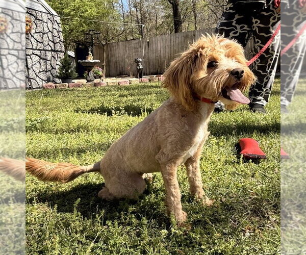 Medium Photo #4 Cock-A-Poo-Unknown Mix Puppy For Sale in Yardley, PA, USA