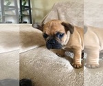 Small Photo #2 French Bulldog Puppy For Sale in FRUITVALE, CO, USA