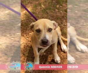 American Bulldog-Unknown Mix Dogs for adoption in Mobile, AL, USA