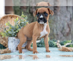 Small #3 Boxer