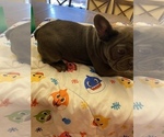 Small Photo #3 French Bulldog Puppy For Sale in HOPKINSVILLE, KY, USA