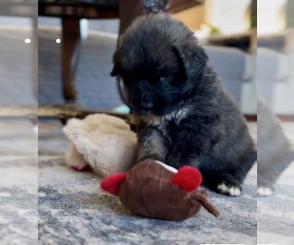 Medium Photo #40 Mastiff-Pyrenean Mastiff Mix Puppy For Sale in RHOME, TX, USA