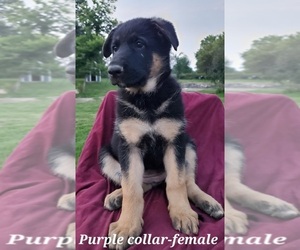 German Shepherd Dog Puppy for sale in WYKOFF, MN, USA