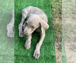 Small Photo #25 Weimaraner Puppy For Sale in WHITE HALL, AR, USA