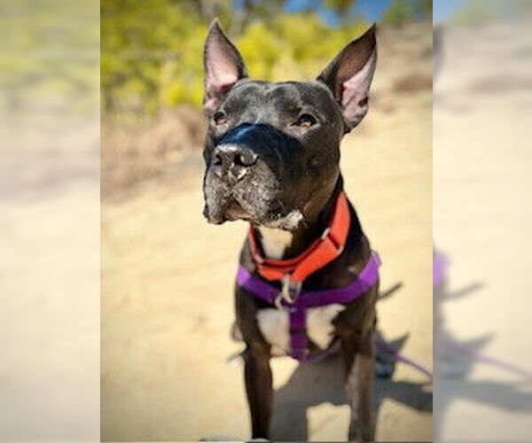 Medium Photo #5 Mutt Puppy For Sale in Virginia Beach, VA, USA