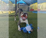 Small #2 American Pit Bull Terrier Mix