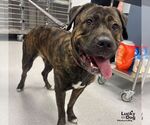 Small Photo #3 Mastiff-Unknown Mix Puppy For Sale in Washington, DC, USA