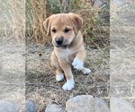 Small #6 Great Pyrenees-Rottweiler Mix