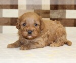 Small #1 Cavapoo (Miniature)