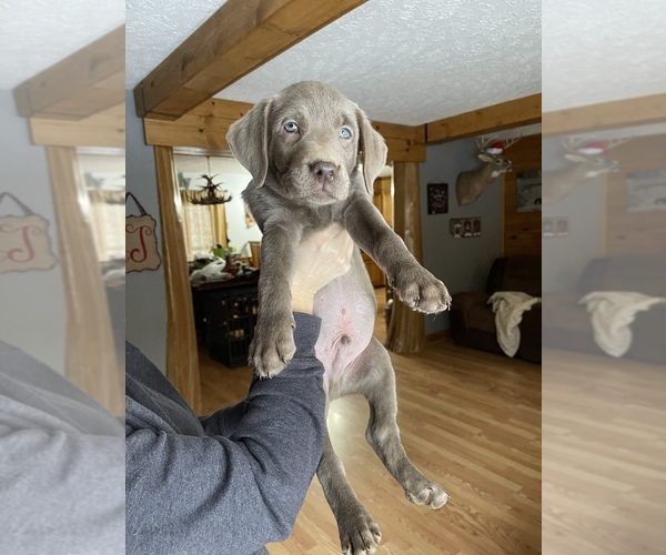 Full screen Photo #1 Labrador Retriever Puppy For Sale in LINDEN, MI, USA