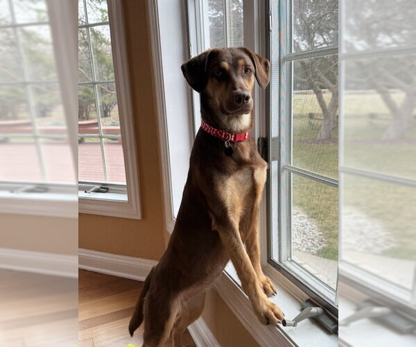 Medium Photo #2 Labrador Retriever-Unknown Mix Puppy For Sale in Genesee, WI, USA