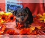 Small #1 Yorkshire Terrier