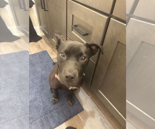 Medium Photo #1 American Pit Bull Terrier-Labrador Retriever Mix Puppy For Sale in Coldwater, MI, USA