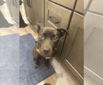 Small American Pit Bull Terrier-Labrador Retriever Mix