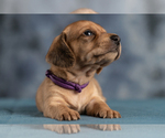 Small Photo #28 Dachshund Puppy For Sale in CROWLEY, TX, USA
