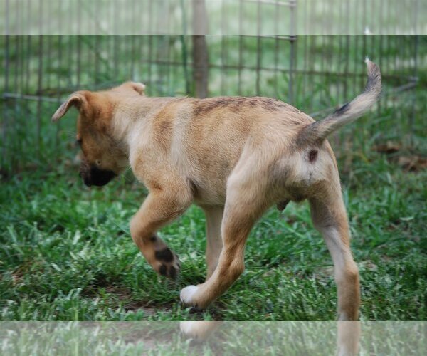 Medium Photo #16 Catahoula Leopard Dog-Unknown Mix Puppy For Sale in Spring, TX, USA