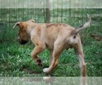 Small Photo #16 Catahoula Leopard Dog-Unknown Mix Puppy For Sale in Spring, TX, USA