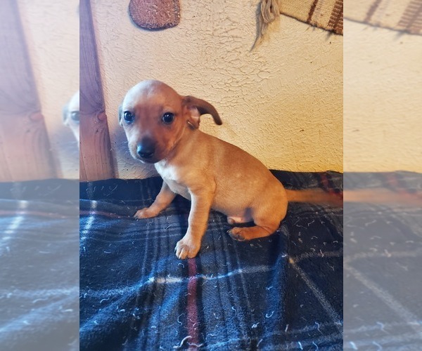 Medium Photo #2 Doxie-Pin Puppy For Sale in NOCONA, TX, USA