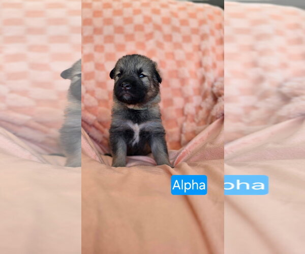 Medium Photo #2 American Pit Bull Terrier-Unknown Mix Puppy For Sale in Duluth, MN, USA