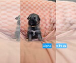 Small #1 American Pit Bull Terrier Mix