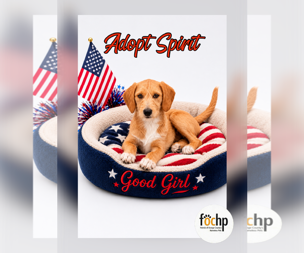 Medium Photo #1 Beagle Puppy For Sale in Menifee, CA, USA